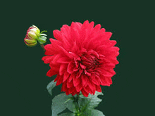 a close up of a red flower with green leaves on a dark background