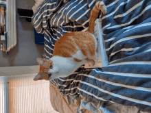 an orange and white cat sitting on a bed next to a book that says n.