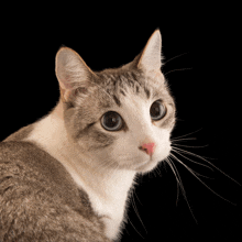 a close up of a cat 's face with blue eyes