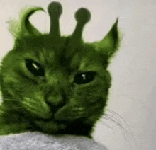 a close up of a green cat with a crown on its head .