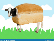 a cow with a loaf of bread on its back standing in a field