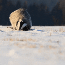 a badger is standing in the snow and looking for food