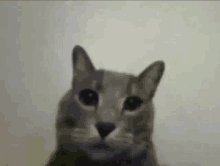 a close up of a cat 's face on a white background .