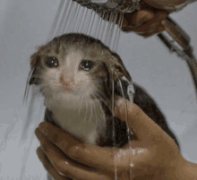 a person is holding a cat under a shower head with water coming out of it