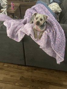 a dog is laying on a couch with a pink blanket