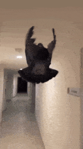 a pigeon is flying through a hallway with its wings open