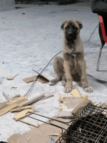 a puppy is sitting on a concrete floor next to a cage