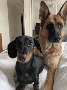 a dachshund and a german shepherd are laying next to each other