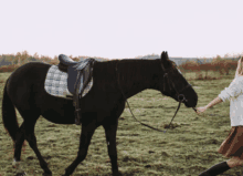 a woman holds the reins of a black horse in a field