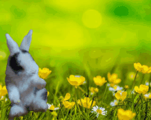 a black and white rabbit is standing in a field of flowers