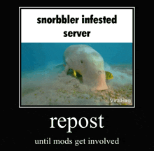 a picture of a snorbler infested server with the words repost until mods get involved at the bottom