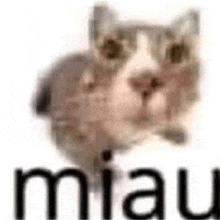 a cat is standing in front of a white background with the word miau written on it .