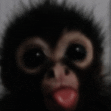 a close up of a monkey 's face with its tongue sticking out