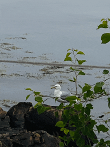 a seagull perched on a tree branch near the water