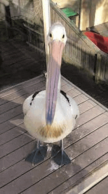 a pelican with a large beak is standing on a wooden deck .