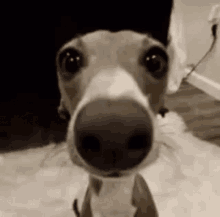 a close up of a dog 's nose looking at the camera in a room .