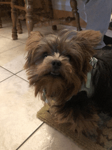 a small dog wearing a harness and collar is laying on a rug