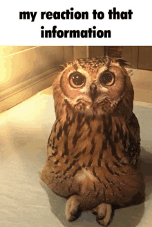 an owl is sitting on the ground with its legs crossed and a caption that says my reaction to that information