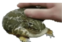 a person is petting a frog on its head with their finger .