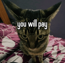 a cat with the words " you will pay " written on it