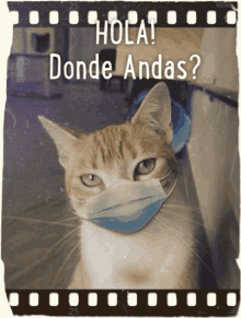 a cat wearing a mask with the words hola donde andas written above it