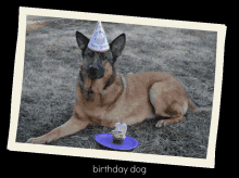 a german shepherd wearing a birthday hat and a cupcake with the number 10 on it