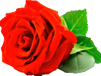 a close up of a red rose with green leaves on a white background