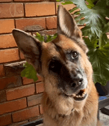 a close up of a german shepherd dog looking at the camera