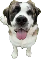 a brown and white dog sticking its tongue out