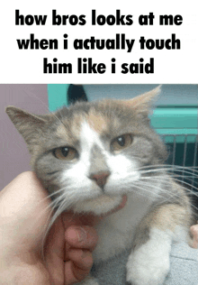 a cat is being held in someone 's hand with a caption that says how bros looks at me when i actually touch