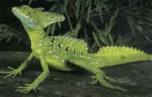 a green lizard is sitting on a rock in the jungle .