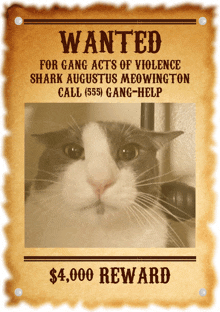 a wanted poster for shark augustus meowington with a $ 4,000 reward