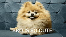 a pomeranian dog sits on a blue couch with the words bro is so cute