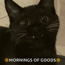 a black cat is looking at the camera with the words mornings of goods above it