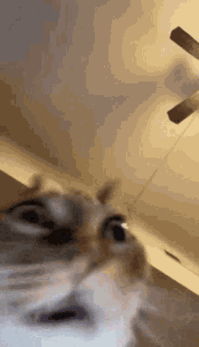 a cat is looking up at the camera in a room with a ceiling fan .