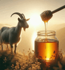 a goat standing next to a jar of honey with a honey dipper