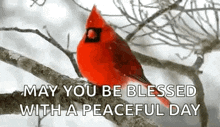 a red cardinal perched on a tree branch with the words `` may you be blessed with a peaceful day ''