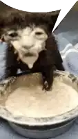 a black and white cat is drinking from a bowl of milk