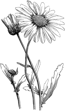 a black and white drawing of a flower on a white background