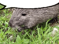 a beaver is eating grass in the grass with a speech bubble .