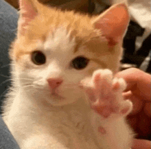 a close up of a cat 's paw being held in a person 's hand .