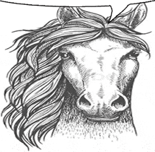 it is a black and white drawing of a horse 's head with a long mane .