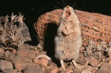 a small mouse is standing on its hind legs with its mouth open .