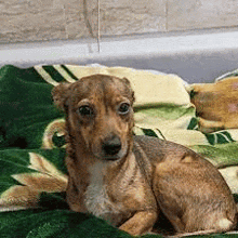 a small brown dog is laying on a green and yellow blanket on a bed .