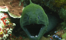 a green fish with its mouth wide open surrounded by coral