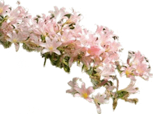 a bunch of pink flowers with leaves on a white background