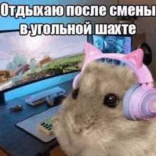 a hamster wearing pink cat ears headphones is sitting in front of a computer .