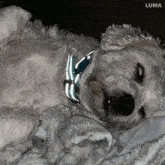 a white dog with a blue and white bow tie is sleeping on a white blanket