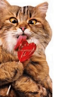 a cat is licking its lips while holding a heart shaped lollipop .