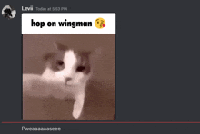 a picture of a cat with the words hop on wingman on it